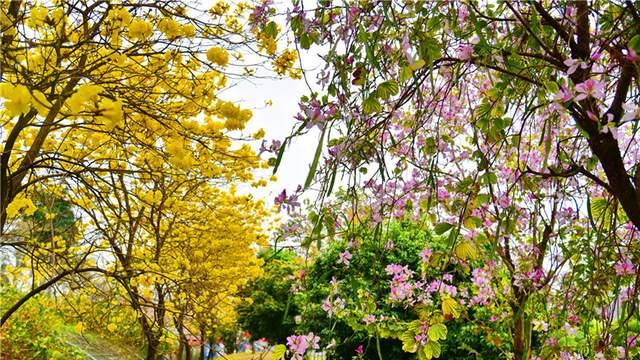 佛山藏了个“莫奈花园”！玫瑰月季织就锦绣，黄花风铃奏响春日序曲