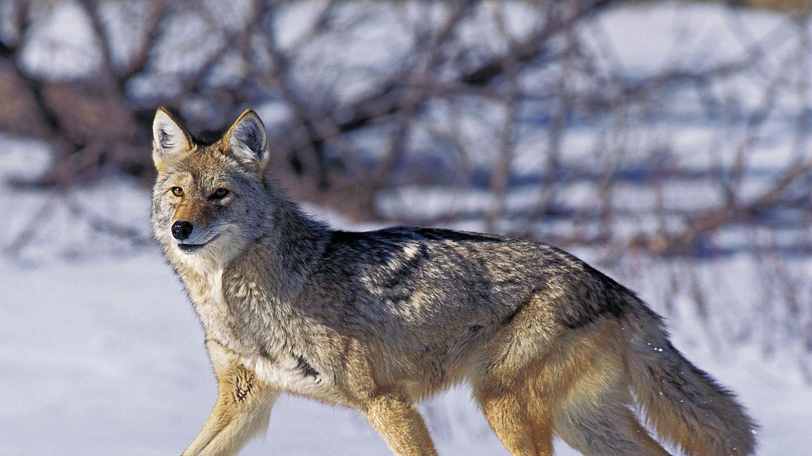 为什么郊狼几乎不可能被彻底消灭