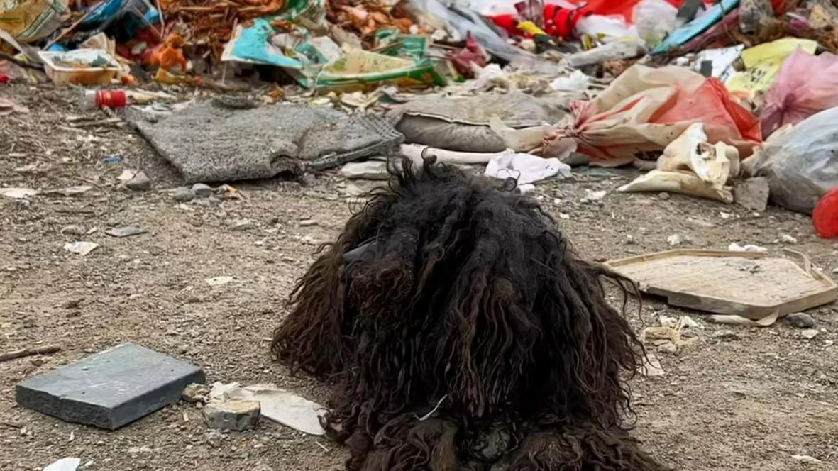 狗狗浑身毛发打结散发恶臭，人们都避而远之，今涅槃重生讨人喜欢