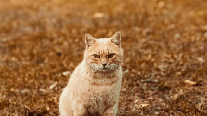什么牌子的猫粮比较好？2026年6月新出炉最热门猫粮榜单推荐！