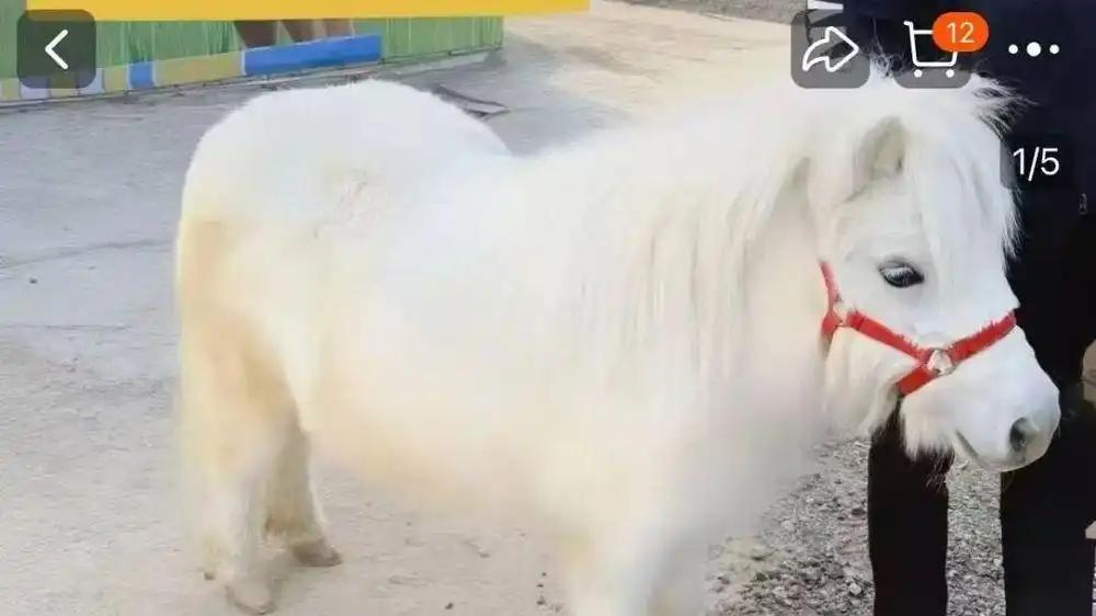 “马年养马”成风潮，你会买马撞好运吗？