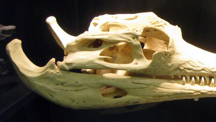 鲸鱼和鳄鱼的趋同进化！鲸鱼有很多地方都像鳄鱼