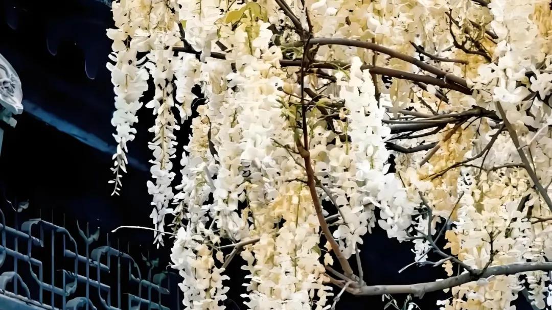 扬州景区管委会副主任王向前被查，曾任平山乡党委书记