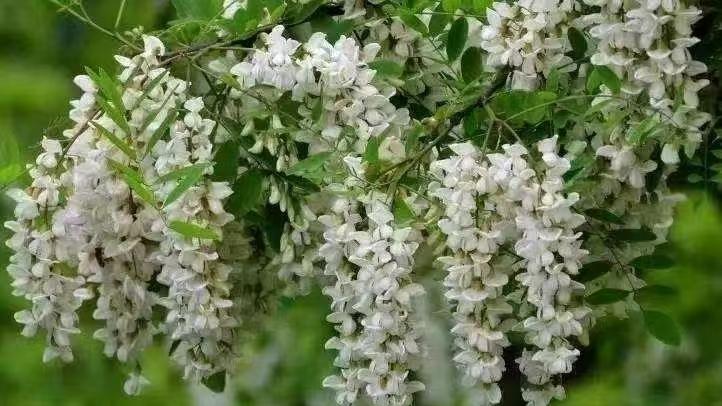 槐花飘香   槐树流泪一一暴力采摘洋槐花何时休？