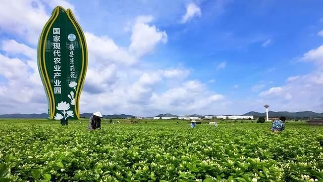 宝藏茶香待出圈——广西特色茶产业观察
