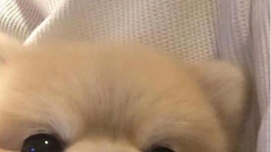 狗罐头10大品牌排行榜，建议收藏！回购N次新手养狗必备！