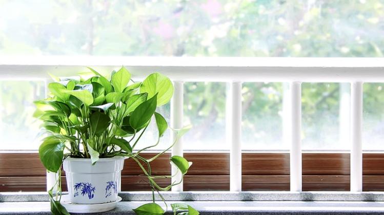 浇水、观察、等待，绿植悄然培养孩子观察力与耐心