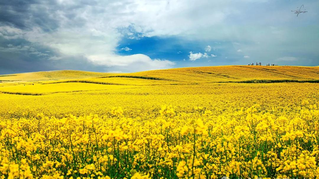 人间最美三月天，花开有时，春暖无期