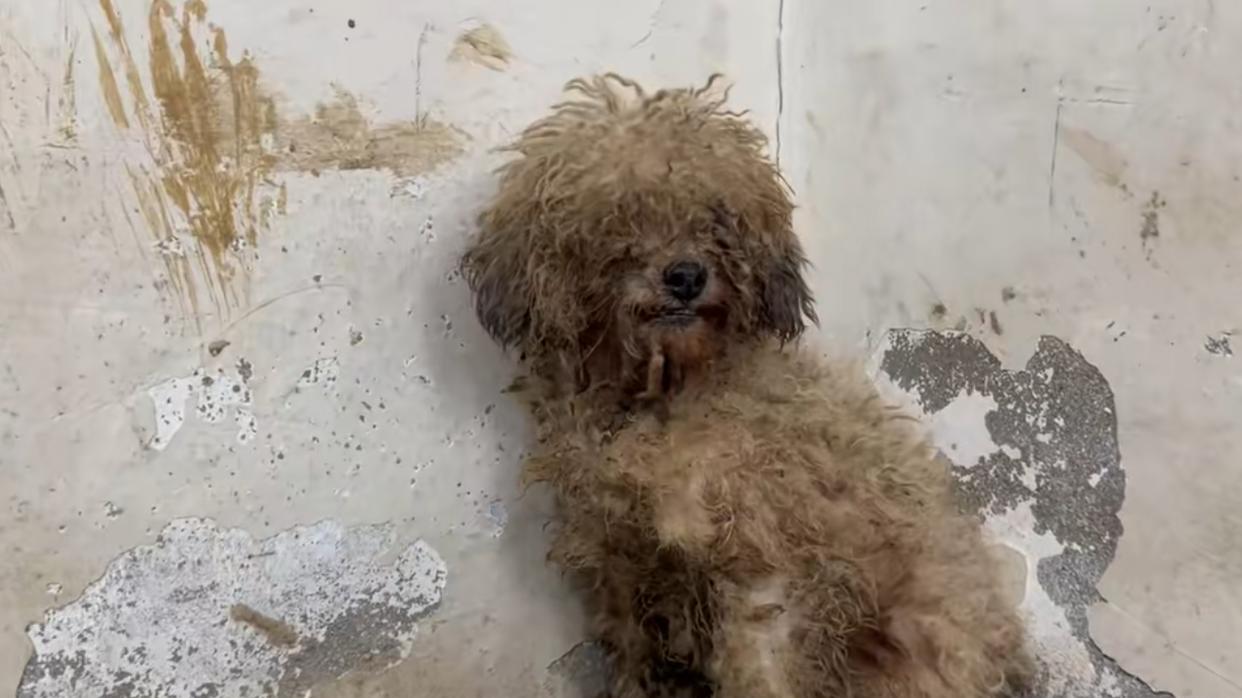 没市场就没买卖，请不要为了口腹之欲，将屠刀伸向可怜毛孩子好么