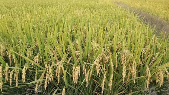 培育出长寿高产水稻 这项突破意义多大