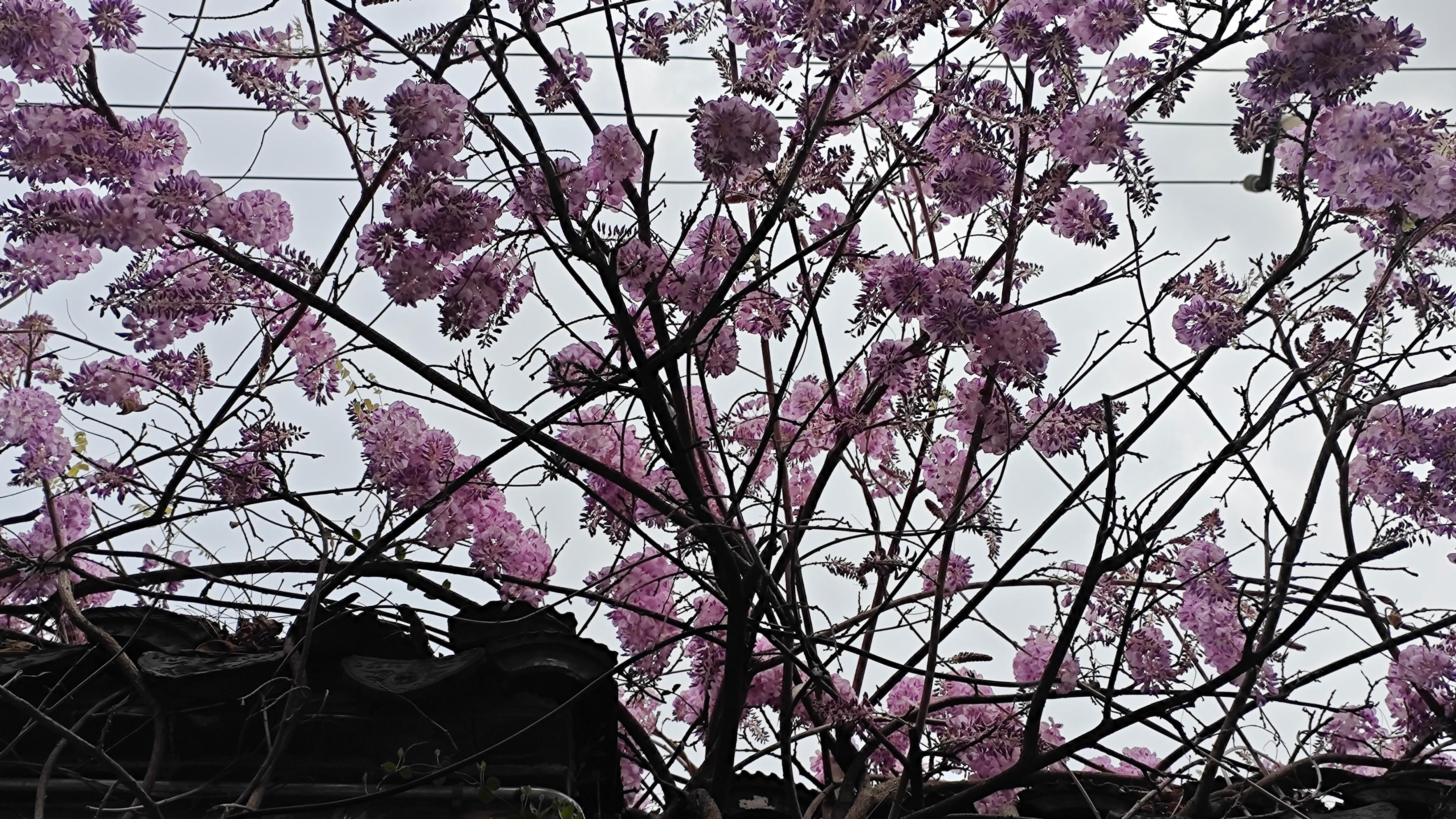 不用惜春，花开依旧江南