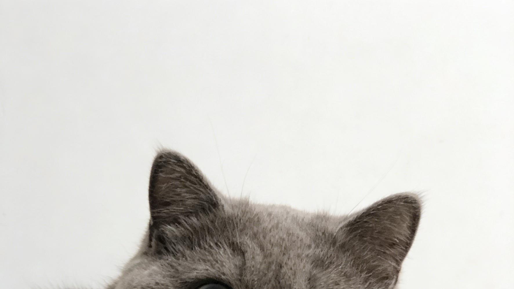 如何让猫咪与异类相处