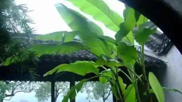 7首被时光遗忘的咏物诗绝唱，都有入选教科书的实力，不可不读
