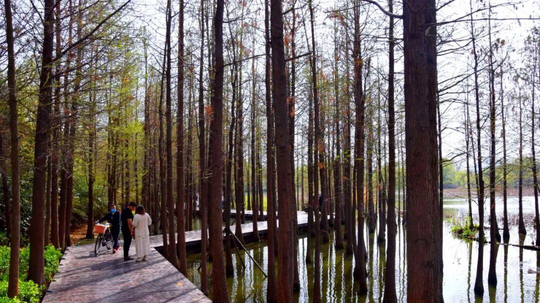 云龙湖水杉林：藏在彭城的时光秘境