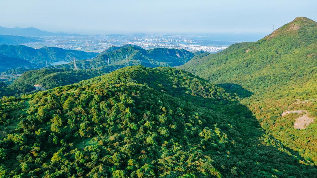 哪里的八角最好？探寻“中国八角之乡”的品质密码