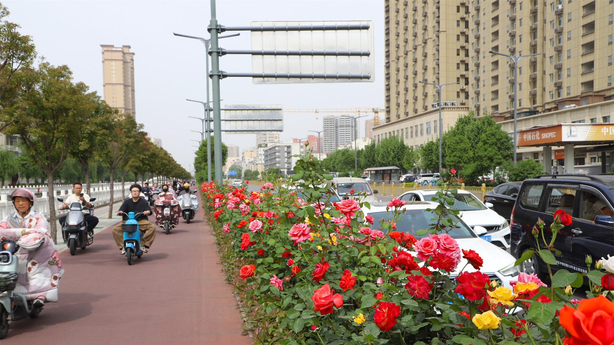 运城街头月季开 城市披上“花衣裳”