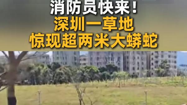 广东广西频现“巨蟒”！2米长蟒蛇藏身果园，有成人胳膊那样粗细 大蟒蛇“出洞”了！广东、广西村民遭遇“