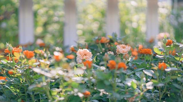 立春花信风：三叠信笺启春门