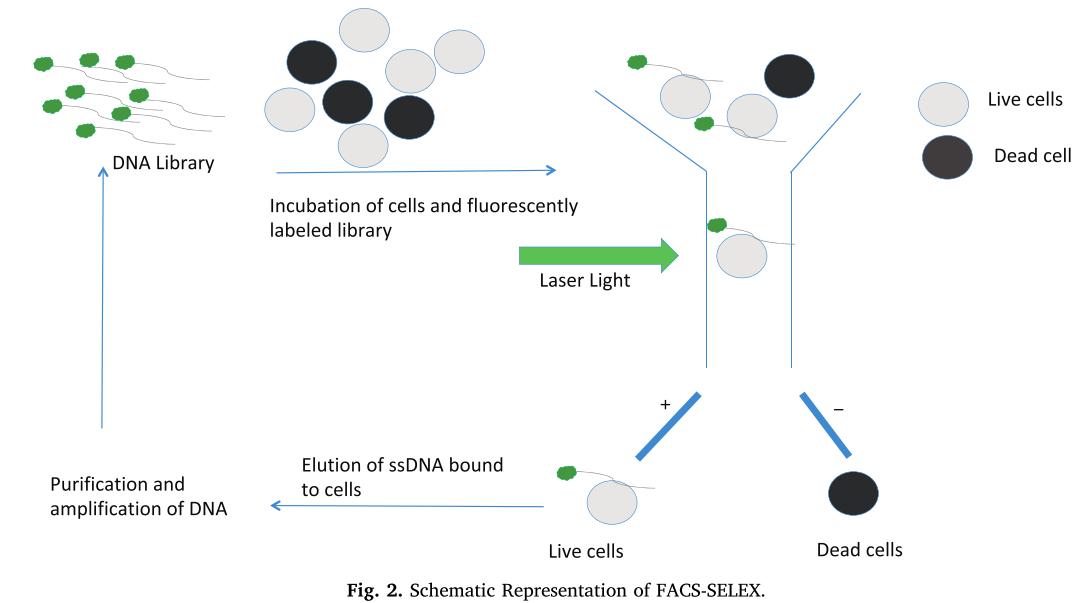 Cell-SELEX 实验成功关键：细胞培养一致性与精细化操作规范