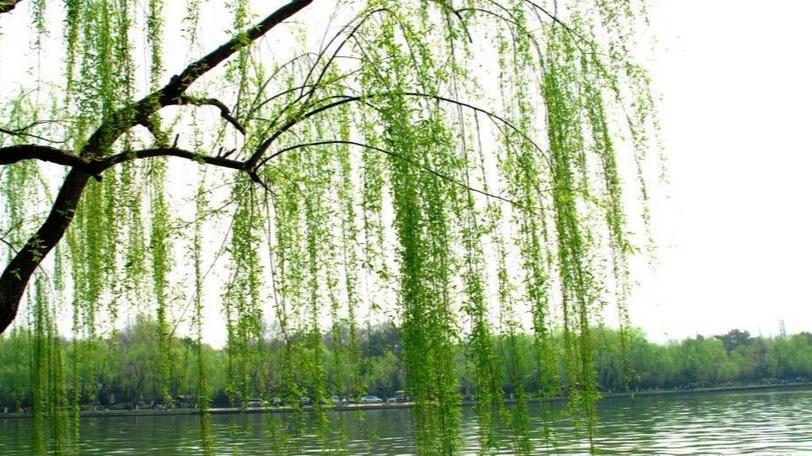 史上最精彩的8早春诗，满是生机与希望，没有人会不喜欢这些诗