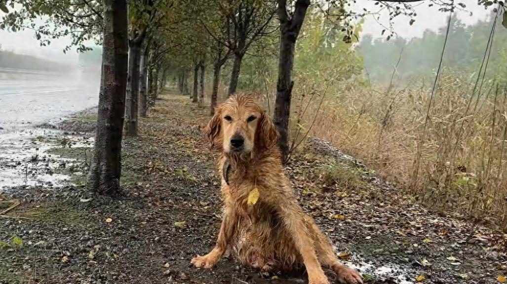 流浪金毛遭遇车祸，肇事司机扬长而去，留下可怜金毛在雨中等死
