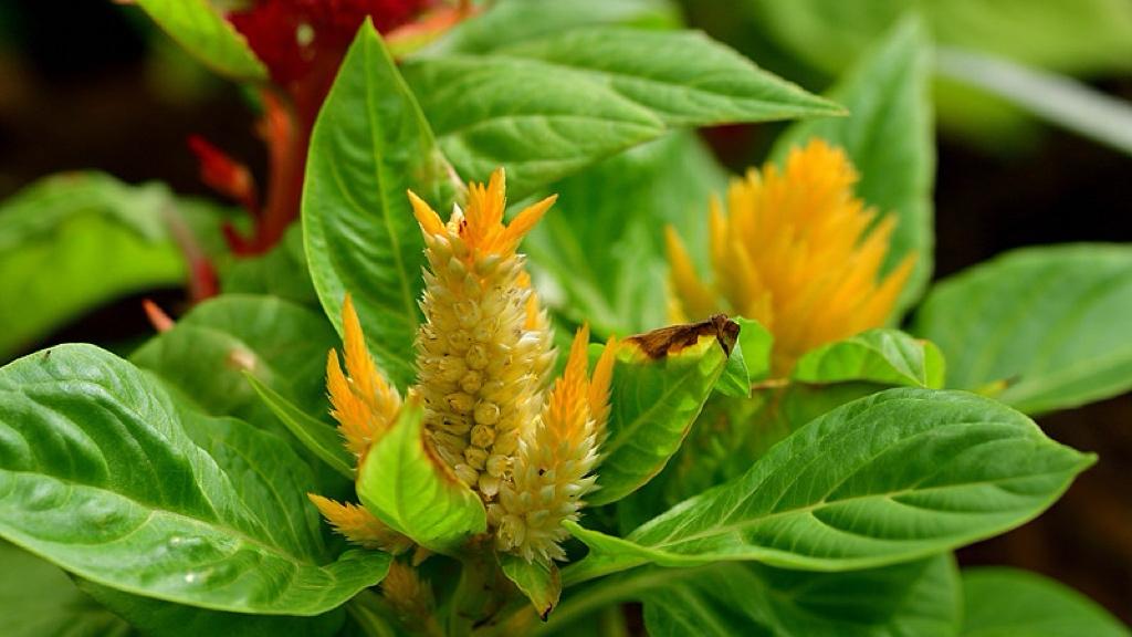 他把那座山，踩在脚下