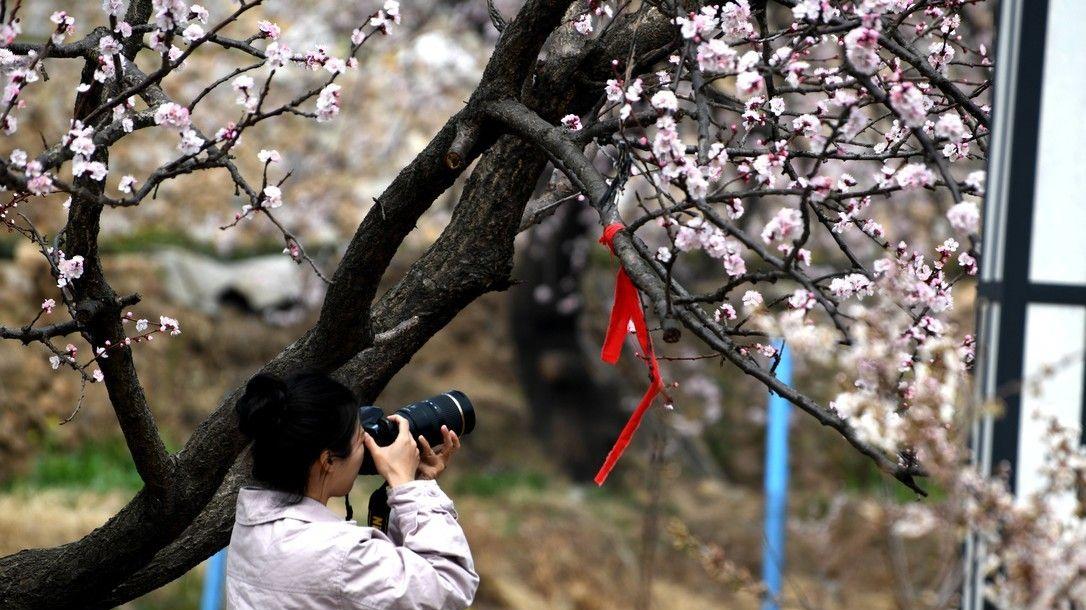 三月崂山庙石，赴一场粉白色的春日之约
