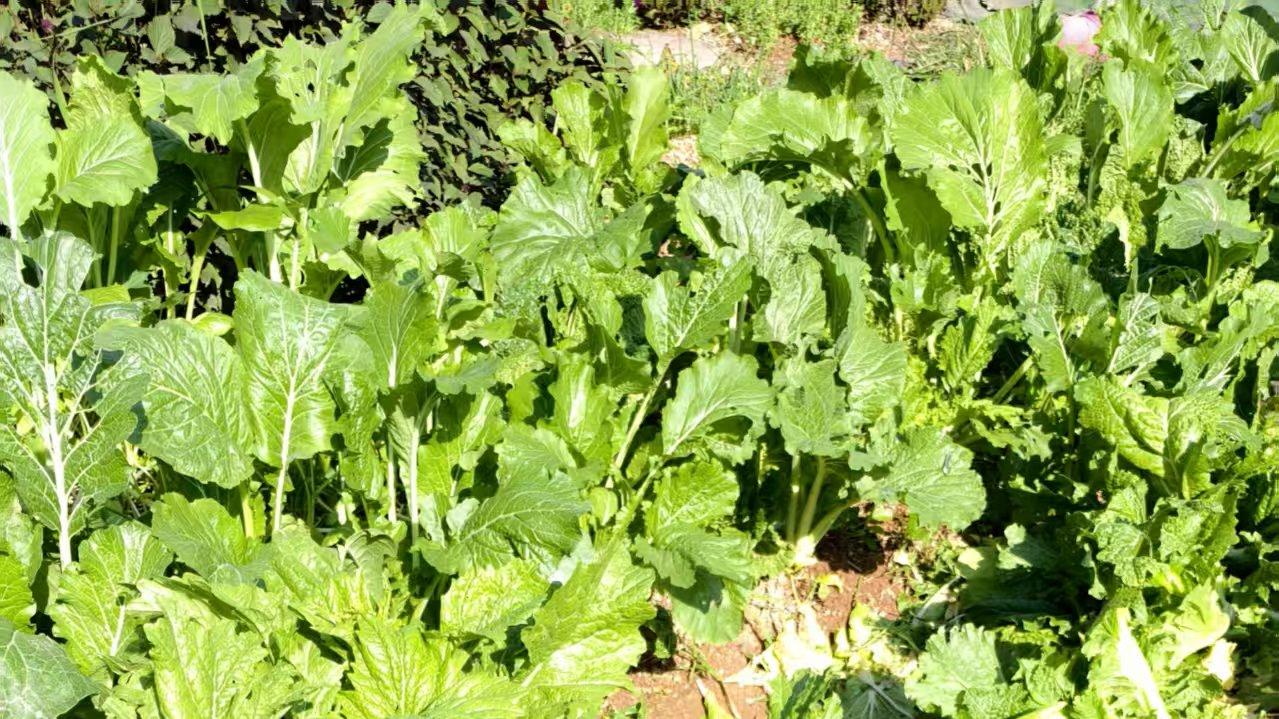 深圳打工人狂喜✨公司种的芥菜大丰收，自制酸菜安排上！