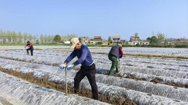 湖北枣阳：抢抓农时栽烟苗 标准作业促增收