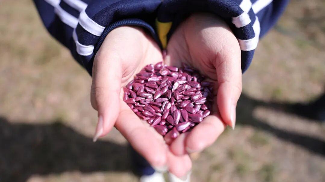 在春天，沧州英华学子种下一片“一举夺魁”的梦