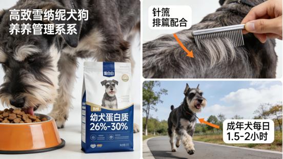 “无畏绅士”——巨型雪纳瑞犬全维度解析