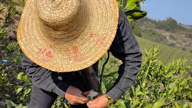 春日嫁接忙 科技助农促增收