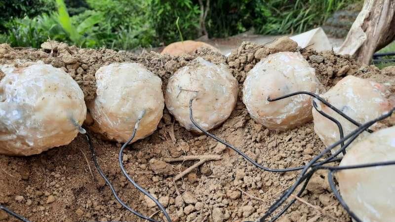 研究人员显示，恐龙孵蛋效率似乎低于现代鸟类