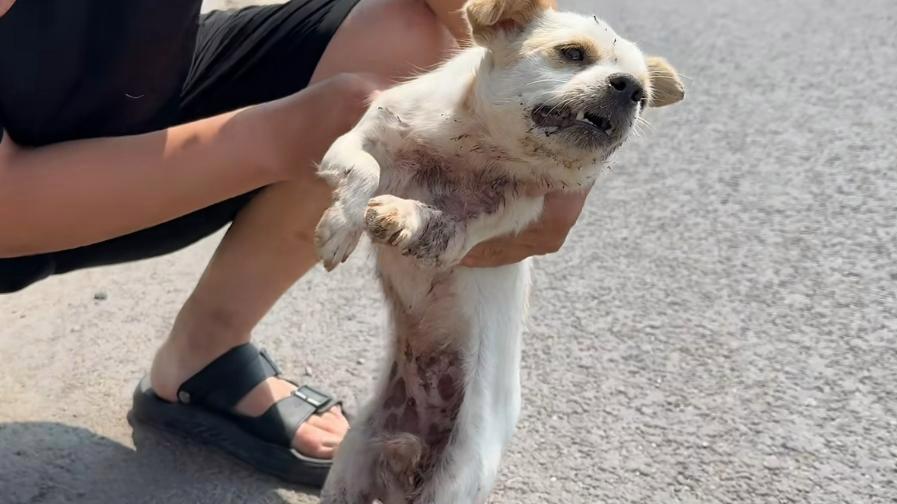 狗狗遭遇车祸全身多处骨折，在路边绝望地挣扎，所幸有人及时救助