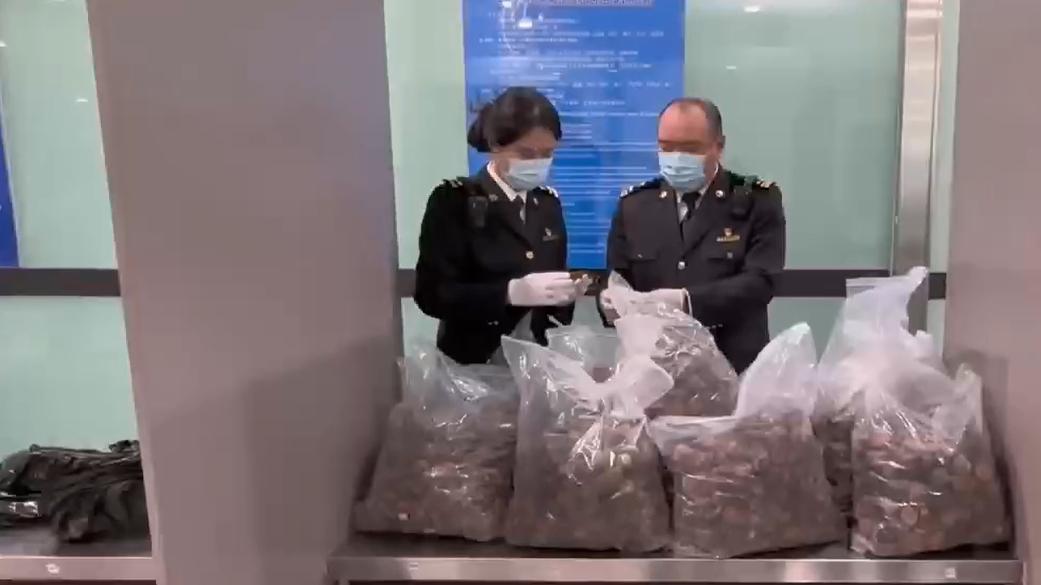 海关律师、走私辩护律师邵丹：大连查获走私鹿茸