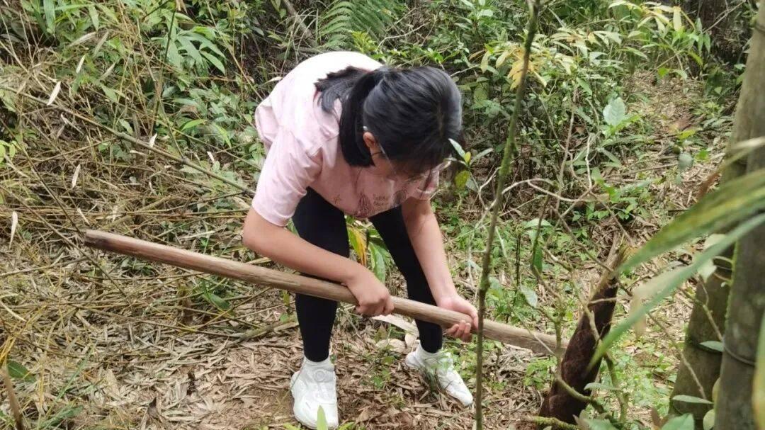 【春日限定】军营村采茶制茶 + 挖笋一日游｜指尖拾茶香，竹林寻鲜趣，把春天带回家！