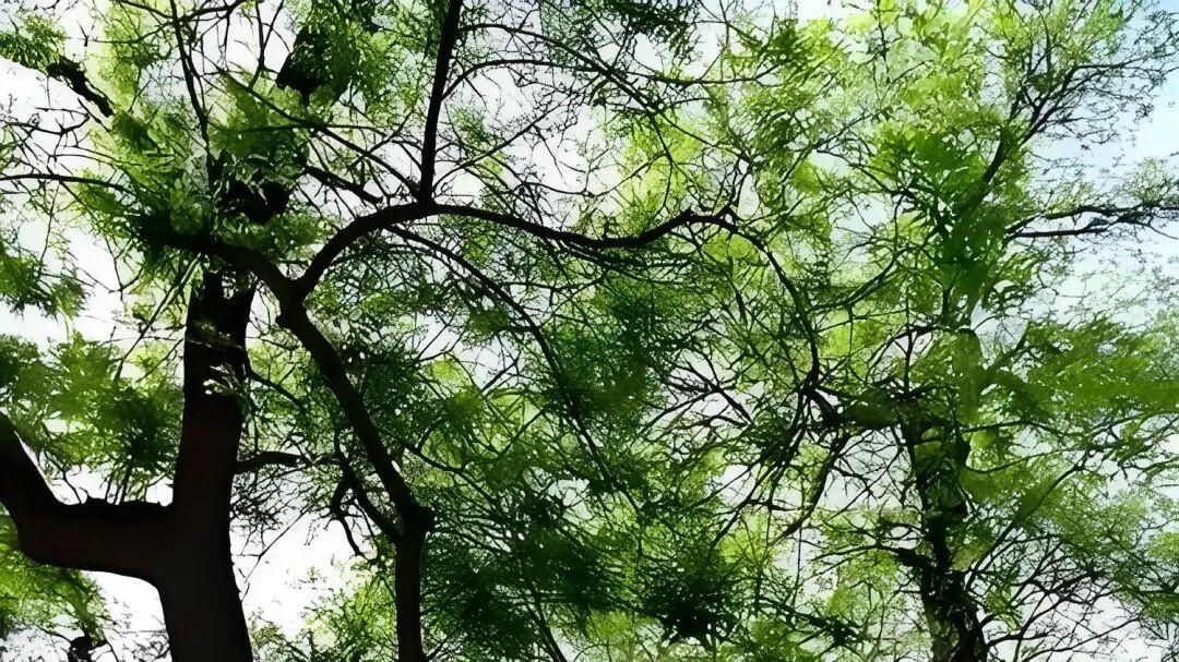 七律·槐榴守节吟