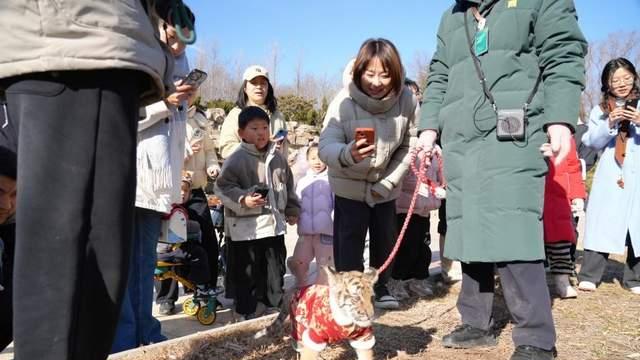 元旦假期，济南野生动物世界萌虎送福活动引爆新年游园热
