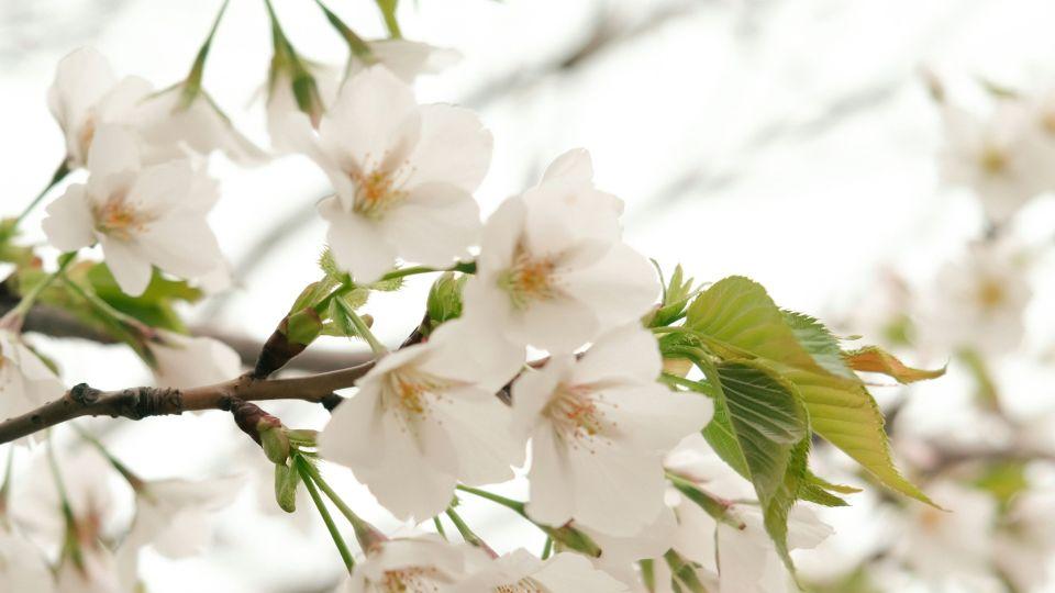 娘家妈妈被我弟媳妇打进医院，婆婆却拦着我，说出嫁的女儿不能管