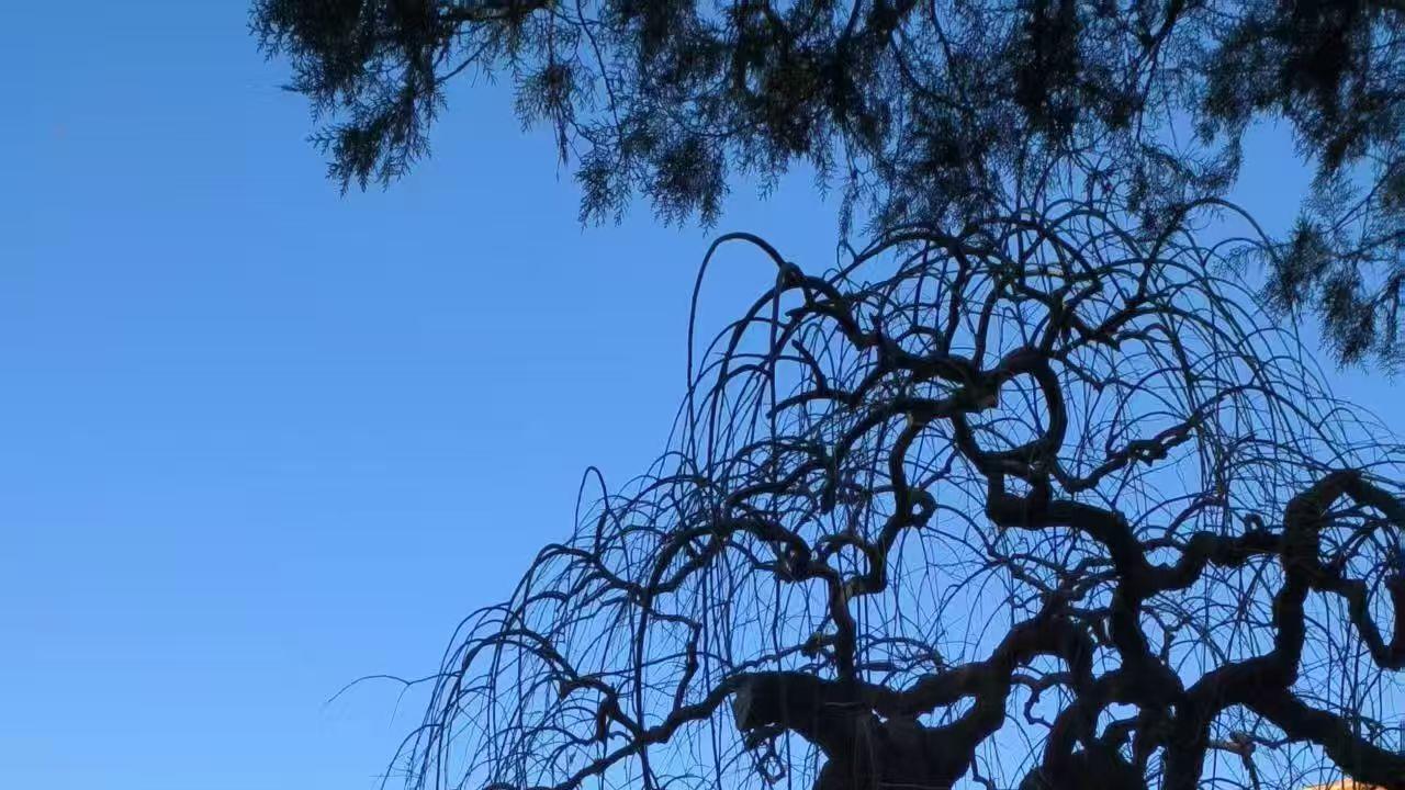 2026年每日通盛及各生肖运势4月24日