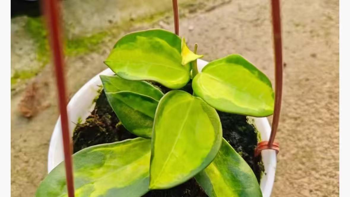 小众花卉定价无规？X市球兰高价纠纷折射市场乱象