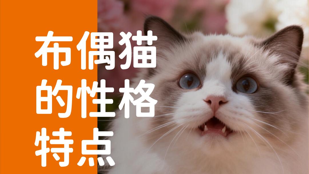 象乡宠物食品 | 布偶猫的性格特点