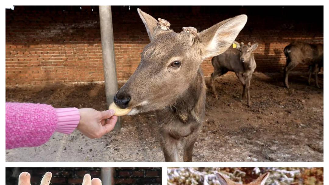 吃饼干喝牛奶的梅花鹿身价翻出天花板：专访长春双阳领鹿人杜金宝