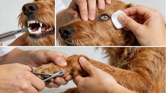 峡谷中的赤色勇士——爱尔兰峡谷梗全解析