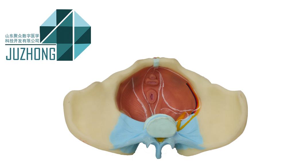 聚众医教人体骨骼模型：教学效率直接拉满