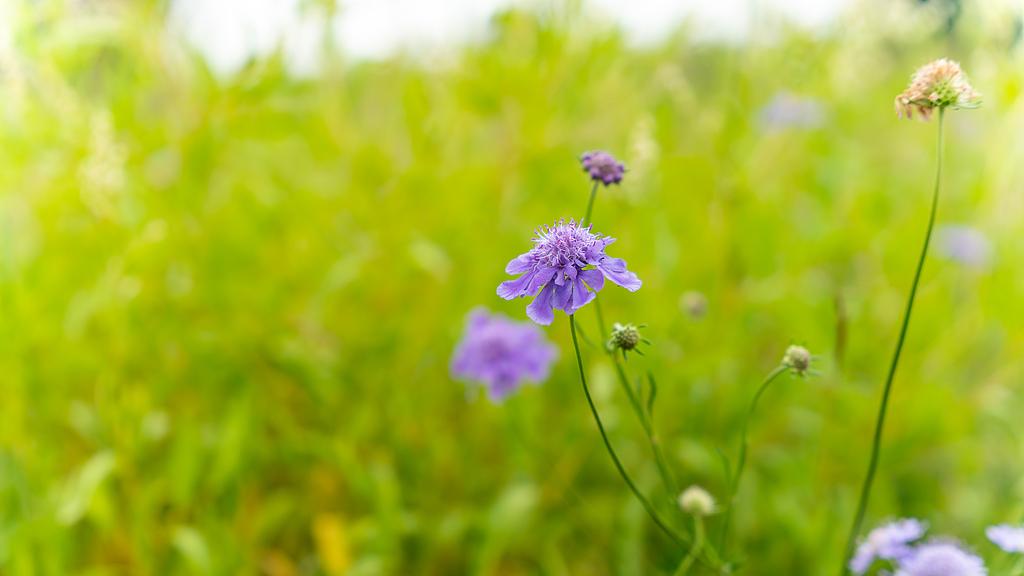 杨景媛戏称上岸，为什么有人如此轻易地破防了？