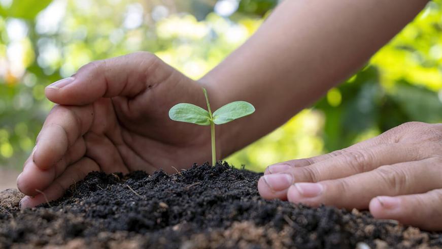 中国人工林面积世界第一，为什么还要每年种树？