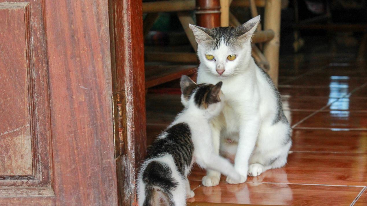 通人性的小花猫的启示