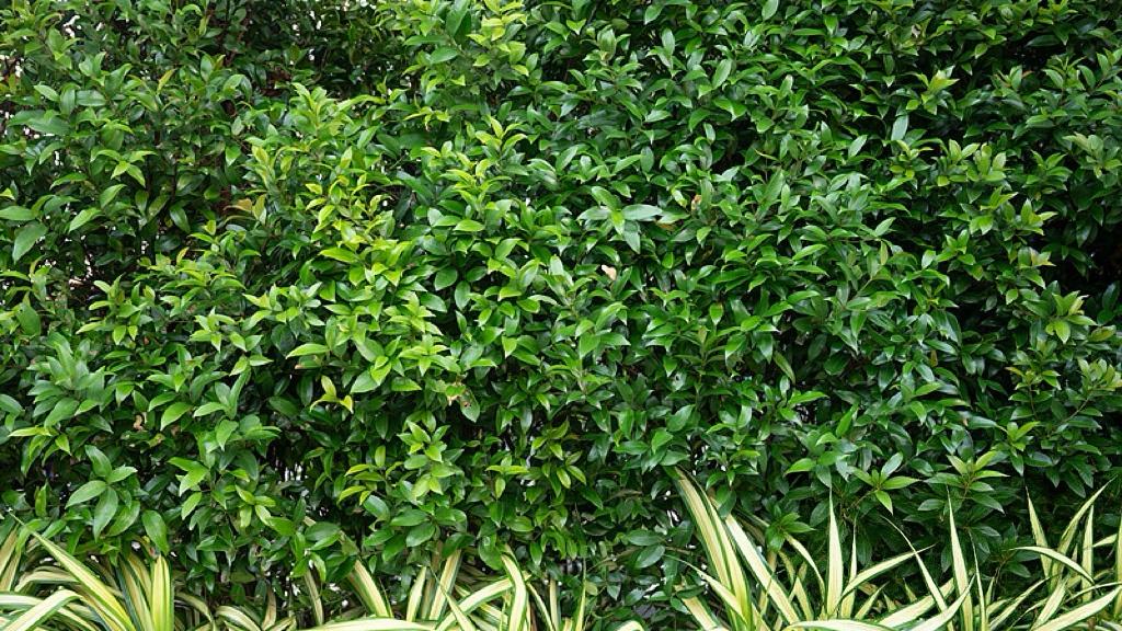 准备金率归零，央行在“松”什么？