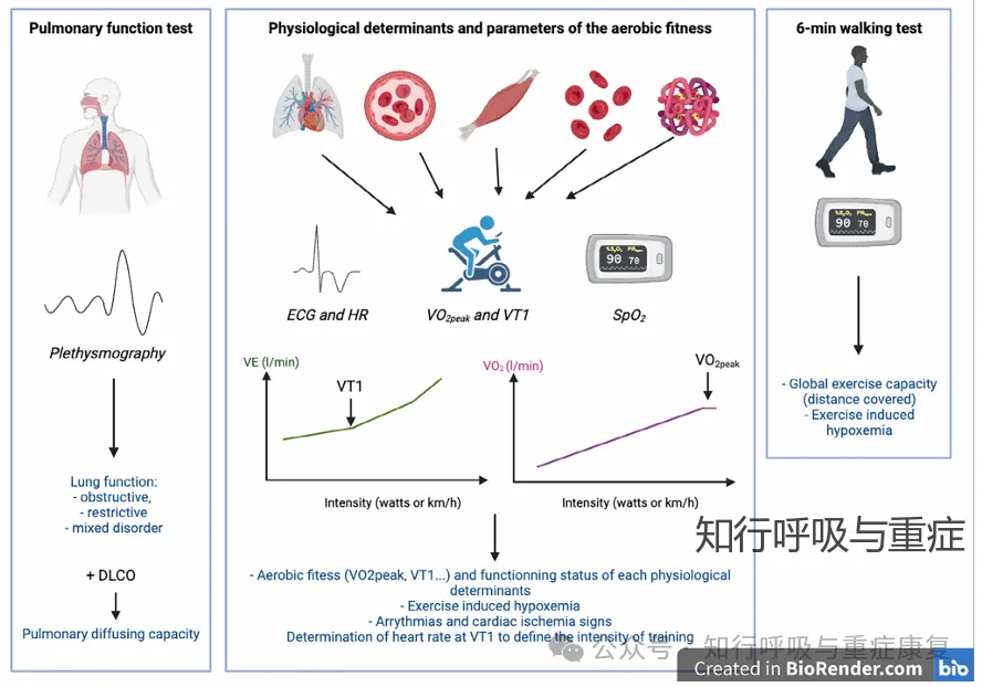 第240期 贫血患者的运动训练-安全吗，有效吗？